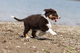 BERGER AUSTRALIEN PUPPIES 129